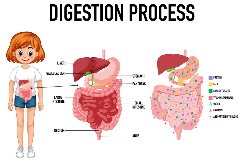 The fascinating world of digestion: Fun facts and insights